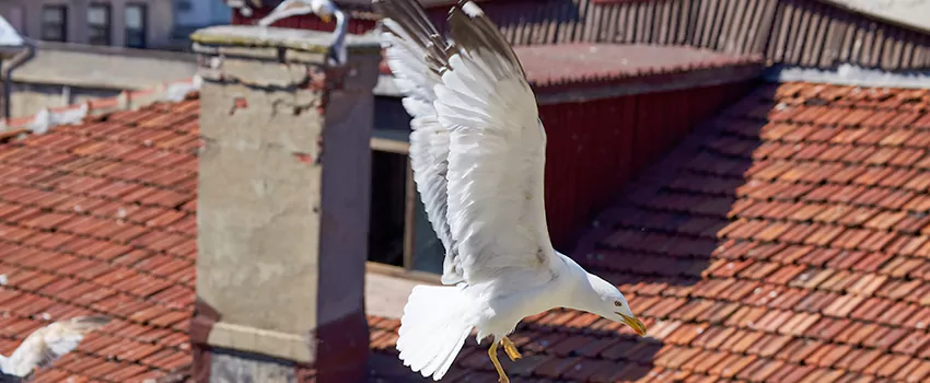 Residential Chimney Animal Removal Solution in Neenah, WI