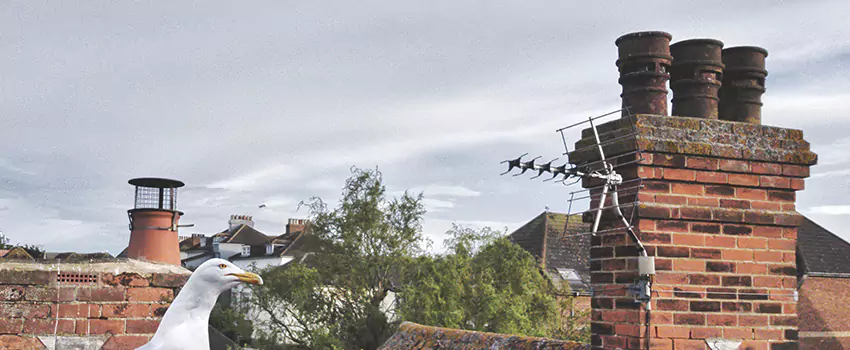 Chimney Cleaning And Restoration in Neenah, Wisconsin